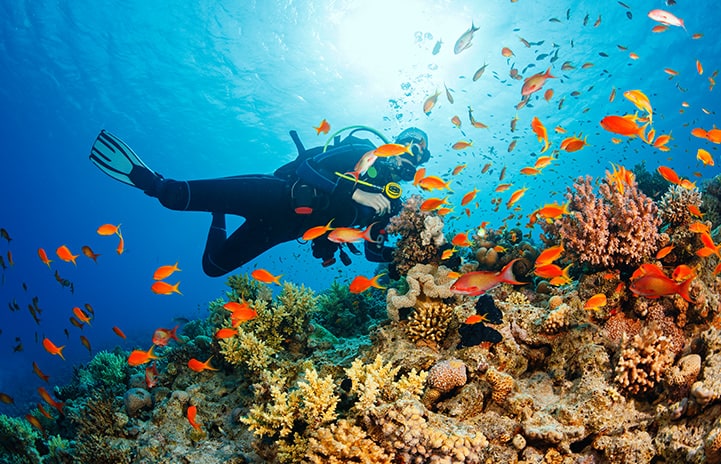 Turkish Airlines Hurghada Flights