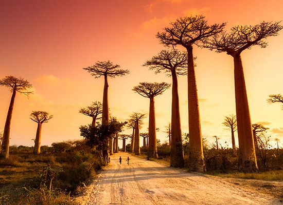 Japonya Uçak Bileti