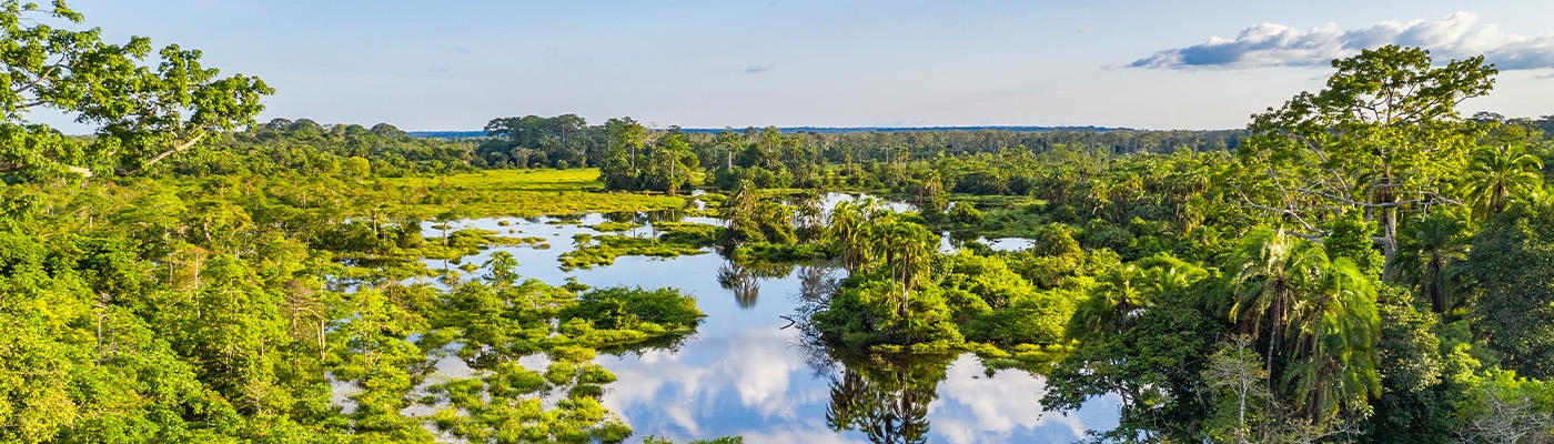 A river in the rainforests of Congo